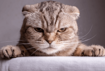 caméra pour chat