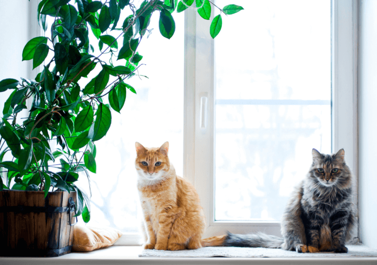 installer caméra pour chat